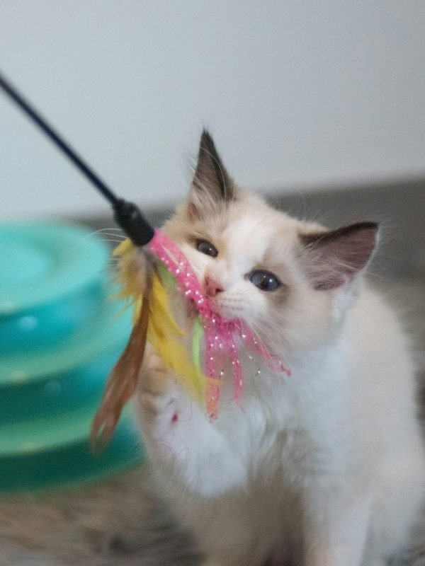 pexels-pppsdavid-10914514 pexels-pppsdavid-10914514